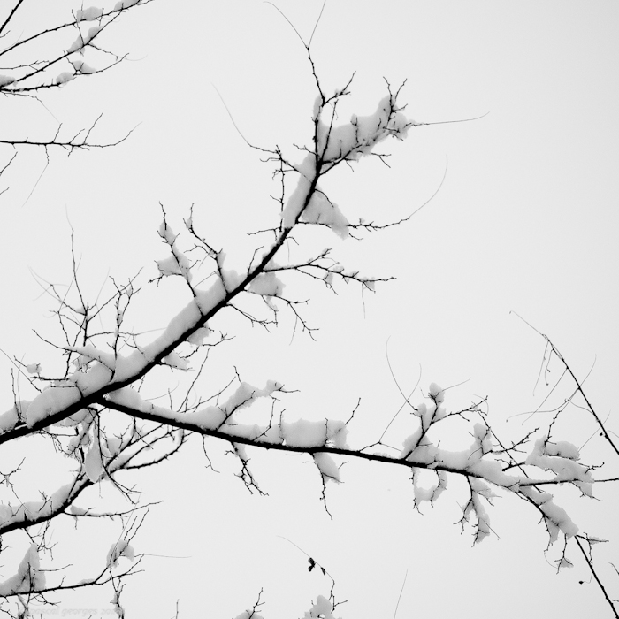 Hiver graphique Snow